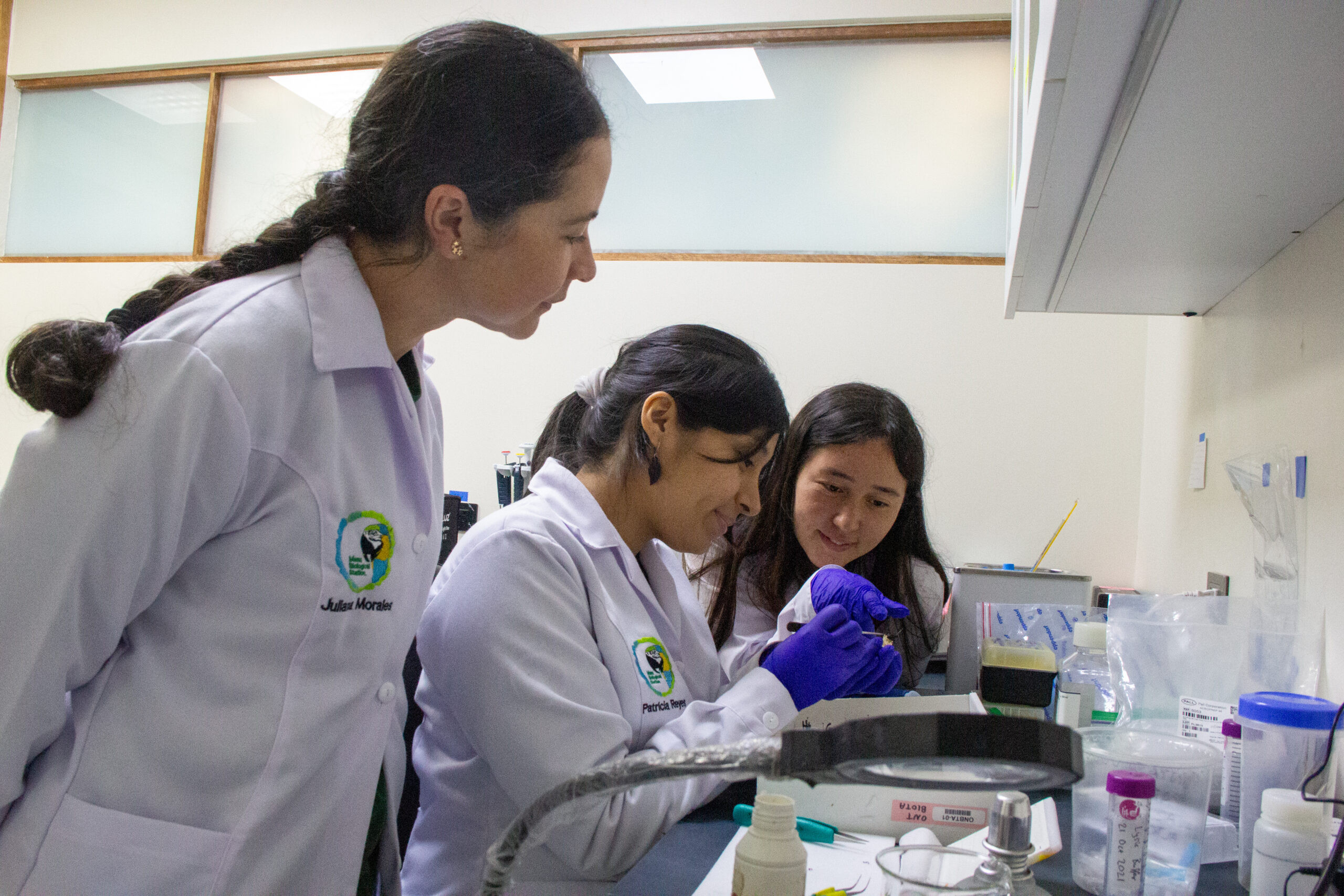 Manu Biological Station Juliana Morales is overseeing the tarsi removal from a dung beetle that Patricia Reyes is doing while she shows Jessica Ortiz how to do it