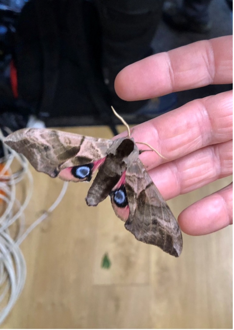 Eyed Hawk moth (Smerinthus ocellata)
