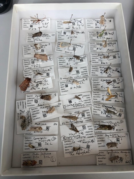 Specimens ready for curation